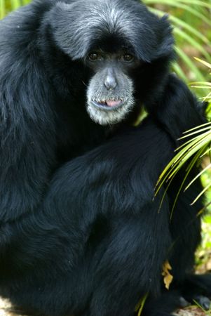 Siamang Gibbonの写真素材