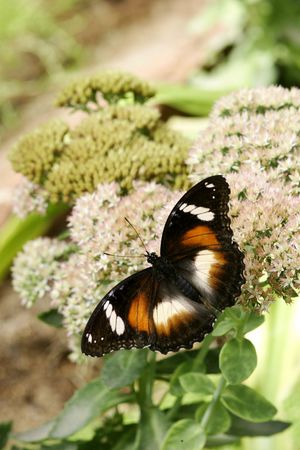 Butterfliesの写真素材