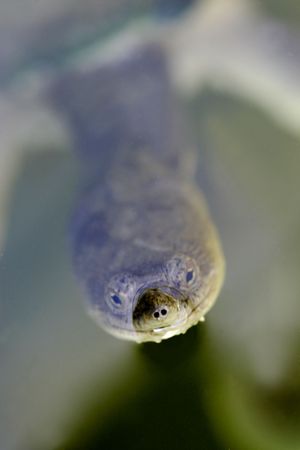 Long Necked Turtle