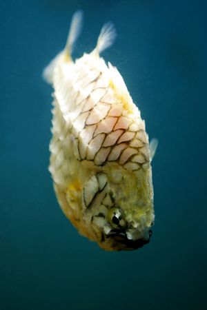 Knight Fishの写真素材