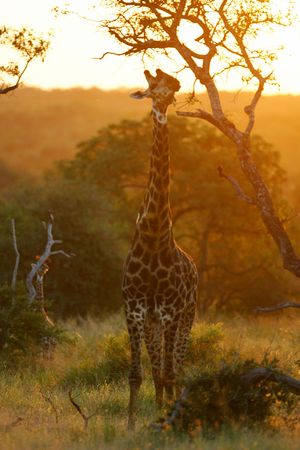 African Giraffesの写真素材