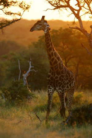 African Giraffesの写真素材