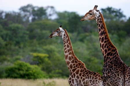 African Giraffesの写真素材