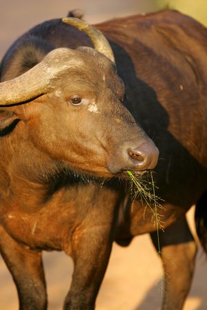 African Cape Buffalo