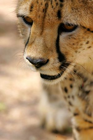 African Cheetahの写真素材