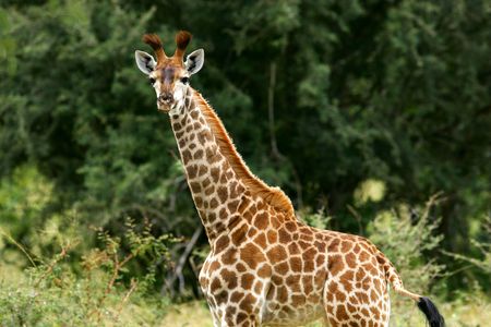 African Giraffesの写真素材