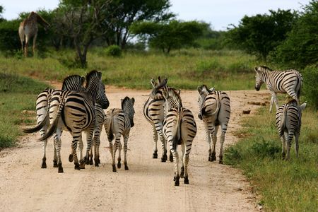 African Zebraの写真素材