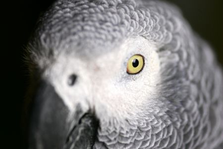 African Grey Parrotの写真素材