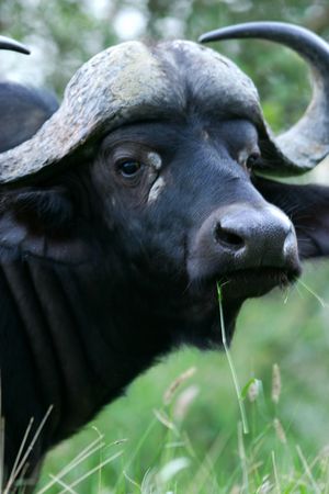 African Cape Buffalo