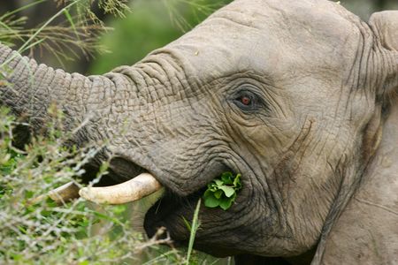 African Elephantの写真素材