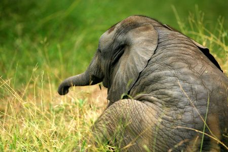 African Elephantの写真素材