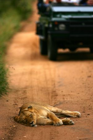 African Lionの写真素材