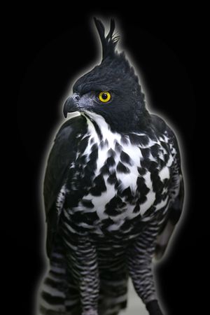 Myths Hawk Eagleの写真素材