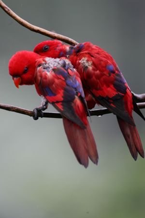 Lorikeetsの写真素材