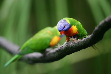 Lorikeets