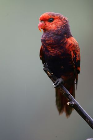 Lorikeetsの写真素材