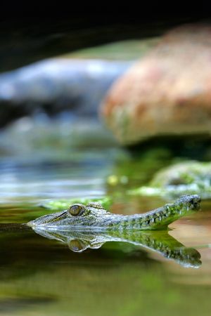 Crocodile