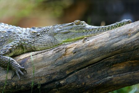 Crocodileの写真素材