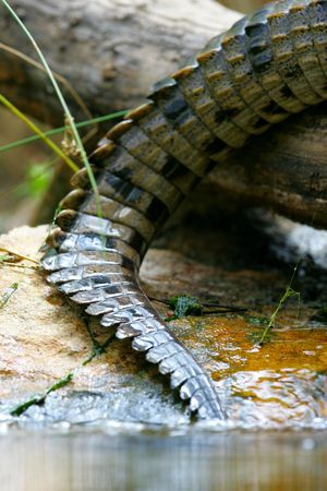 Crocodileの写真素材