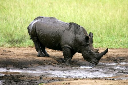 African Rhinocerosの写真素材