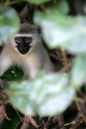 African Vervet Monkey