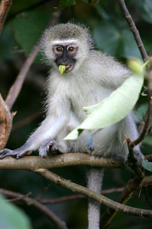 African Vervet Monkey