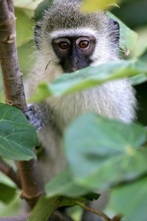 African Vervet Monkeyの写真素材