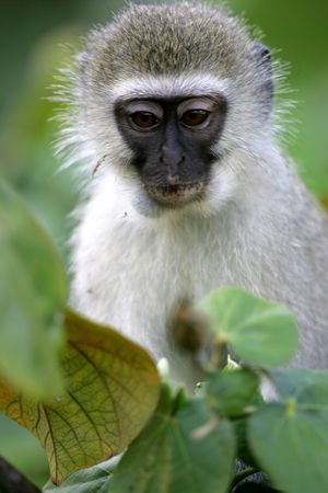 African Vervet Monkey