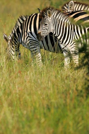 African Zebraの写真素材