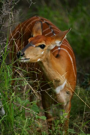 Female Nyalaの写真素材
