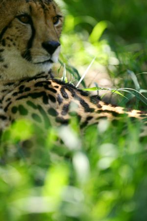 King Cheetahの写真素材