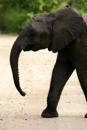 African Elephantの写真素材