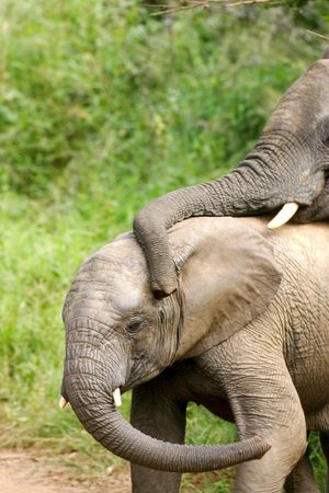 African Elephantの写真素材