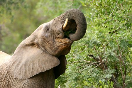 African Elephantの写真素材