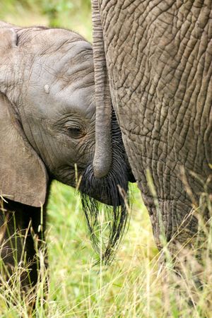 African Elephantの写真素材