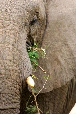 African Elephantの写真素材