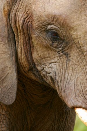 African Elephantの写真素材
