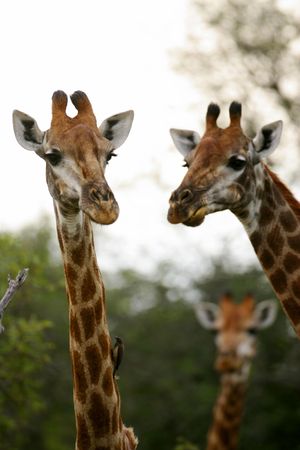 Giraffe's