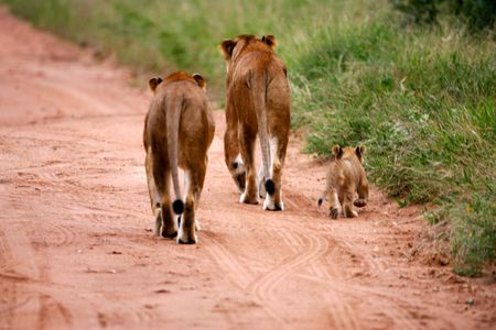 African Lionの写真素材