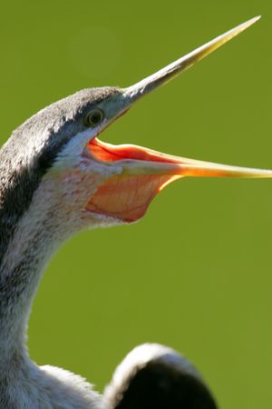 Darter