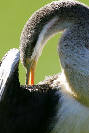 Darter
