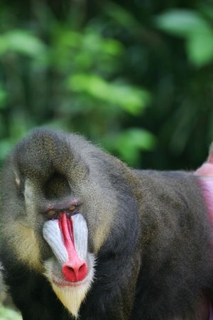Mandrill Monkey