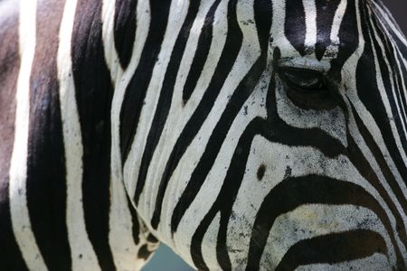 Zebraの写真素材