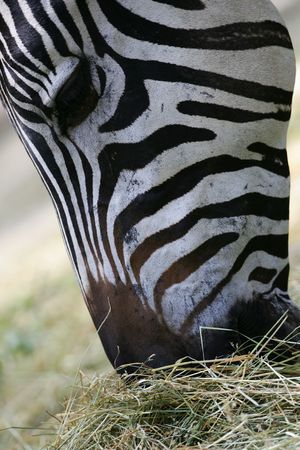Zebraの写真素材