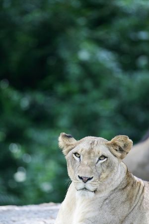 Lion