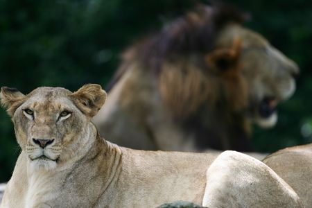 African Lionの写真素材