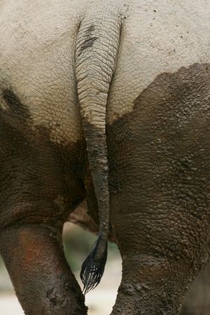 White Rhinocerosの写真素材