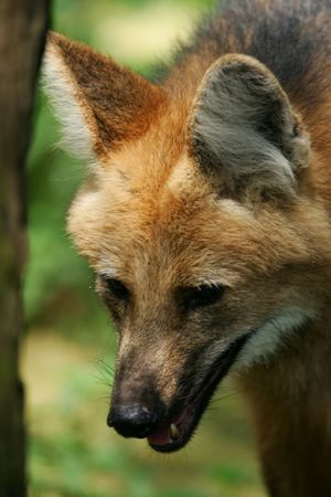 Manned Wolf
