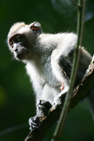 Macaque Monkey