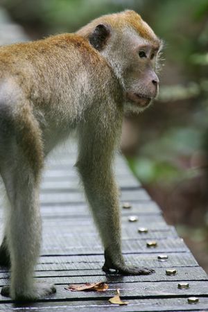 Macaque Monkey